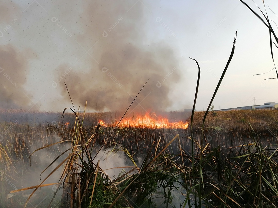 Fogo de pradaria e fundo de fumaça