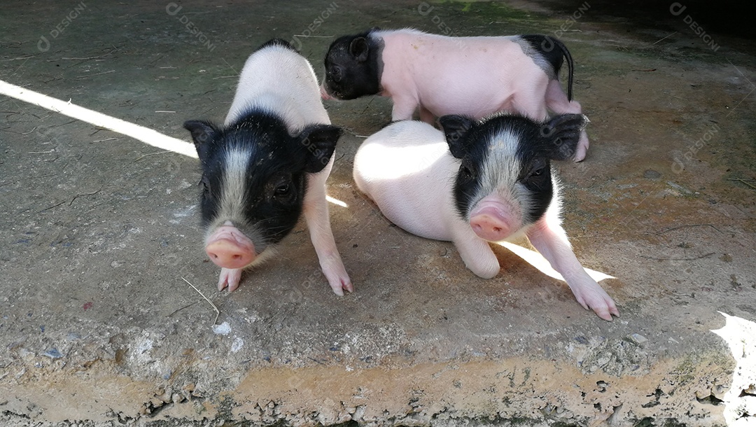 Três porquinhos na fazenda, Tailândia