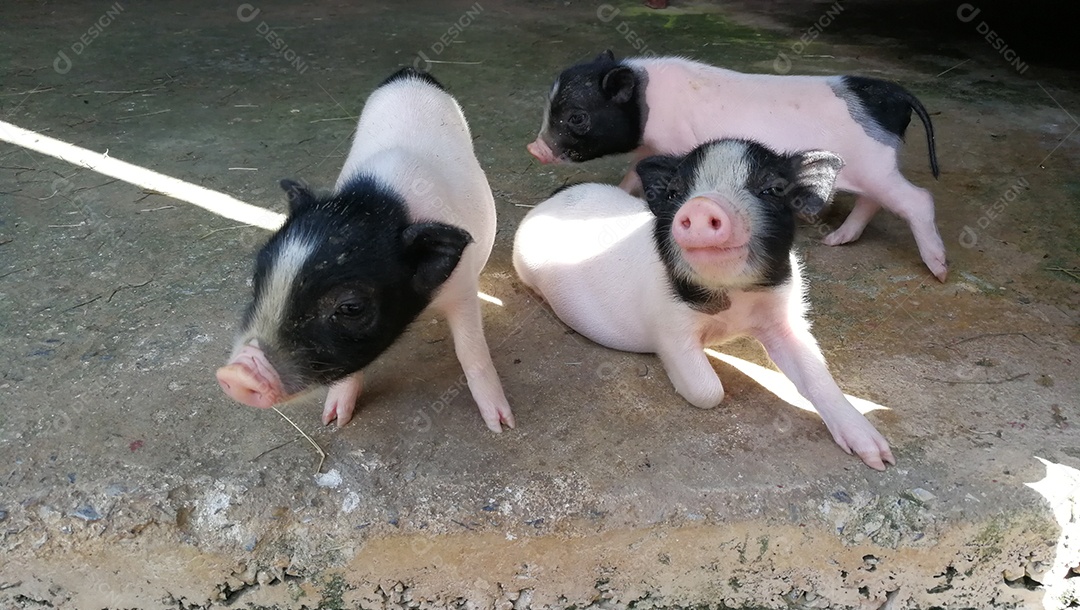 Três porquinhos na fazenda
