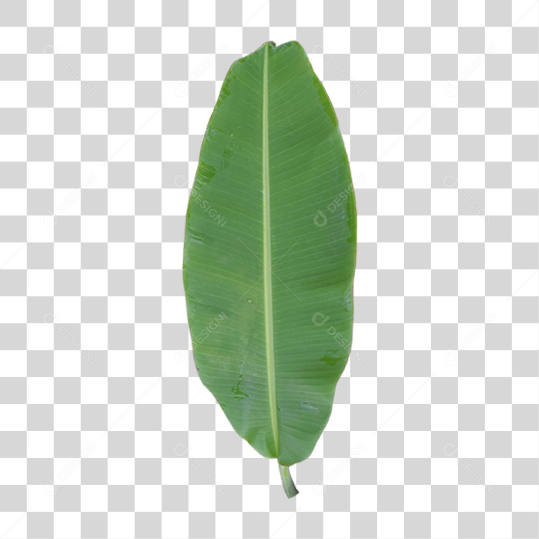 Folha de Bananeira PNG Transparente