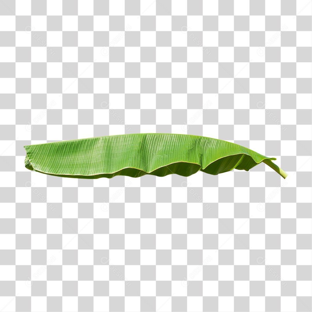 Folha de Bananeira PNG Transparente