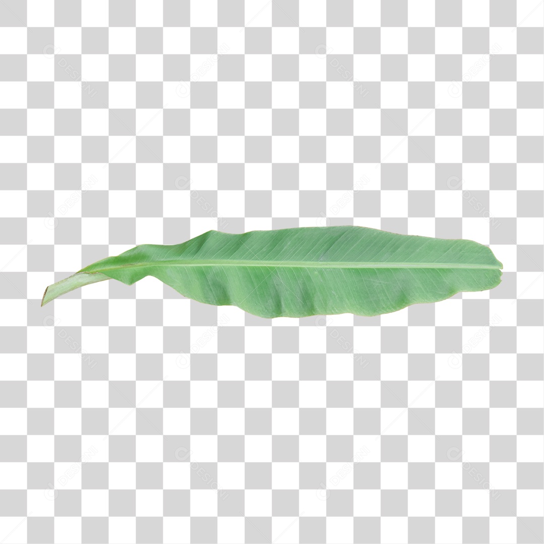 Folha de Bananeira PNG Transparente