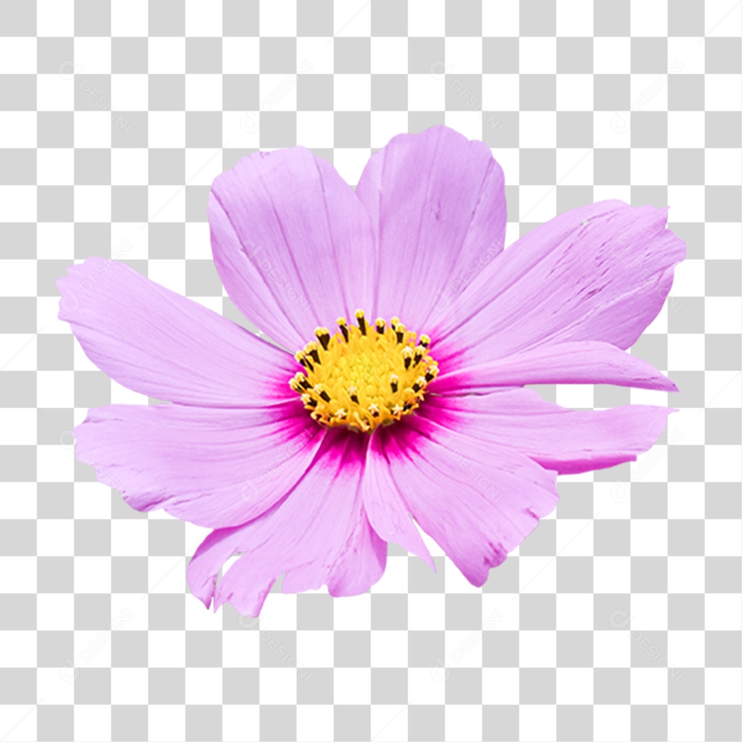 Flor Rosa Flores Jardim PNG Transparente