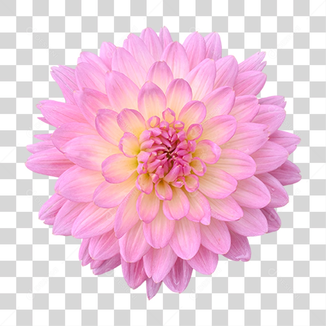 Flor Rosa Flores Jardim PNG Transparente