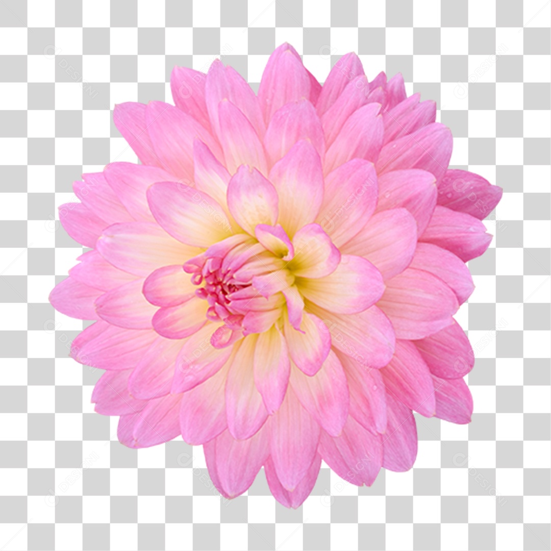 Flor Rosa Flores Jardim PNG Transparente