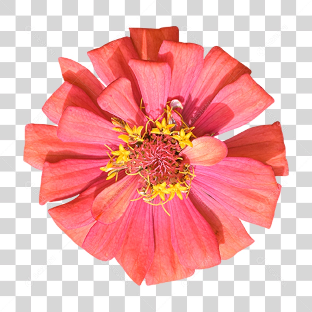 Flor Rosa Flores Jardim PNG Transparente