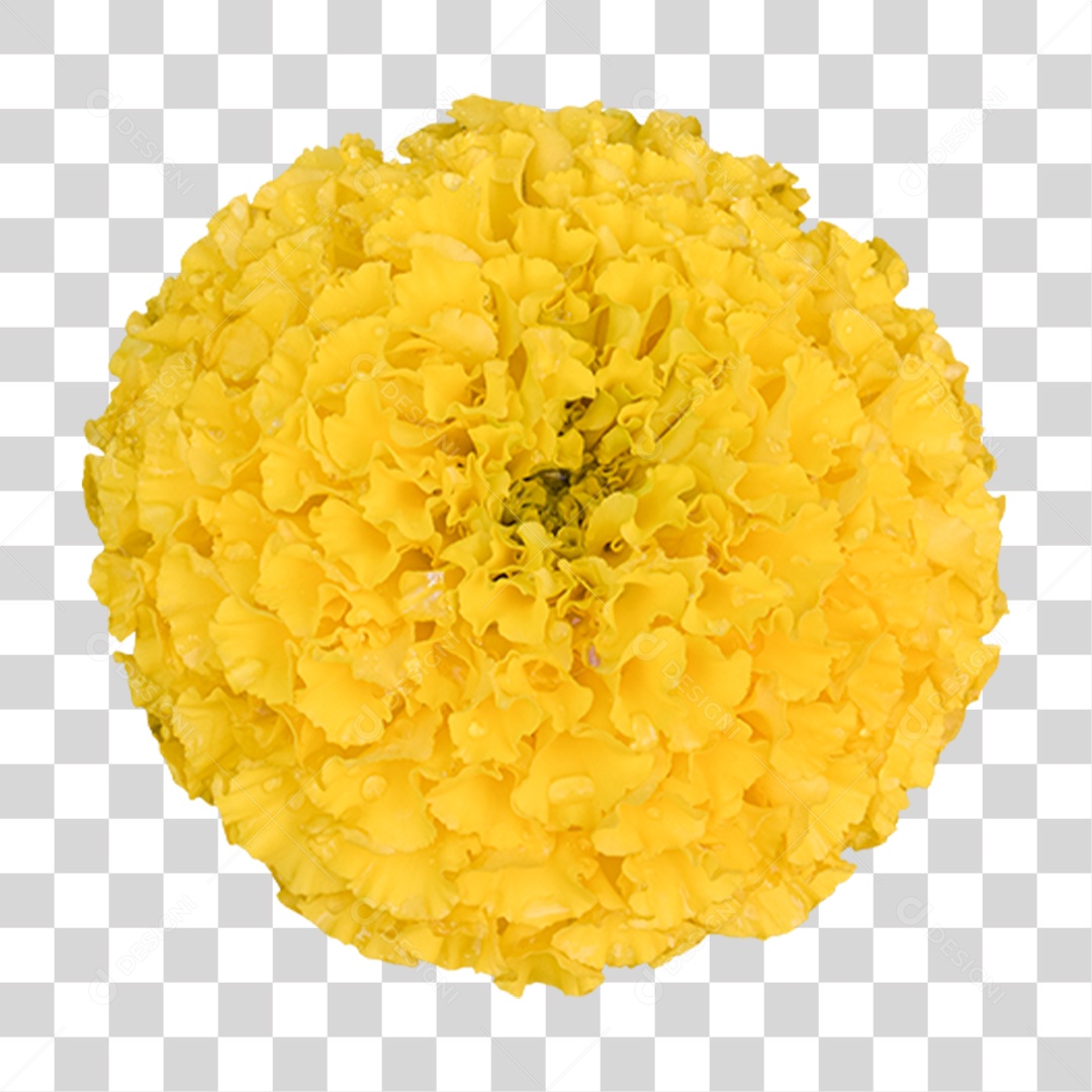 Flor Rosa Flores Jardim PNG Transparente