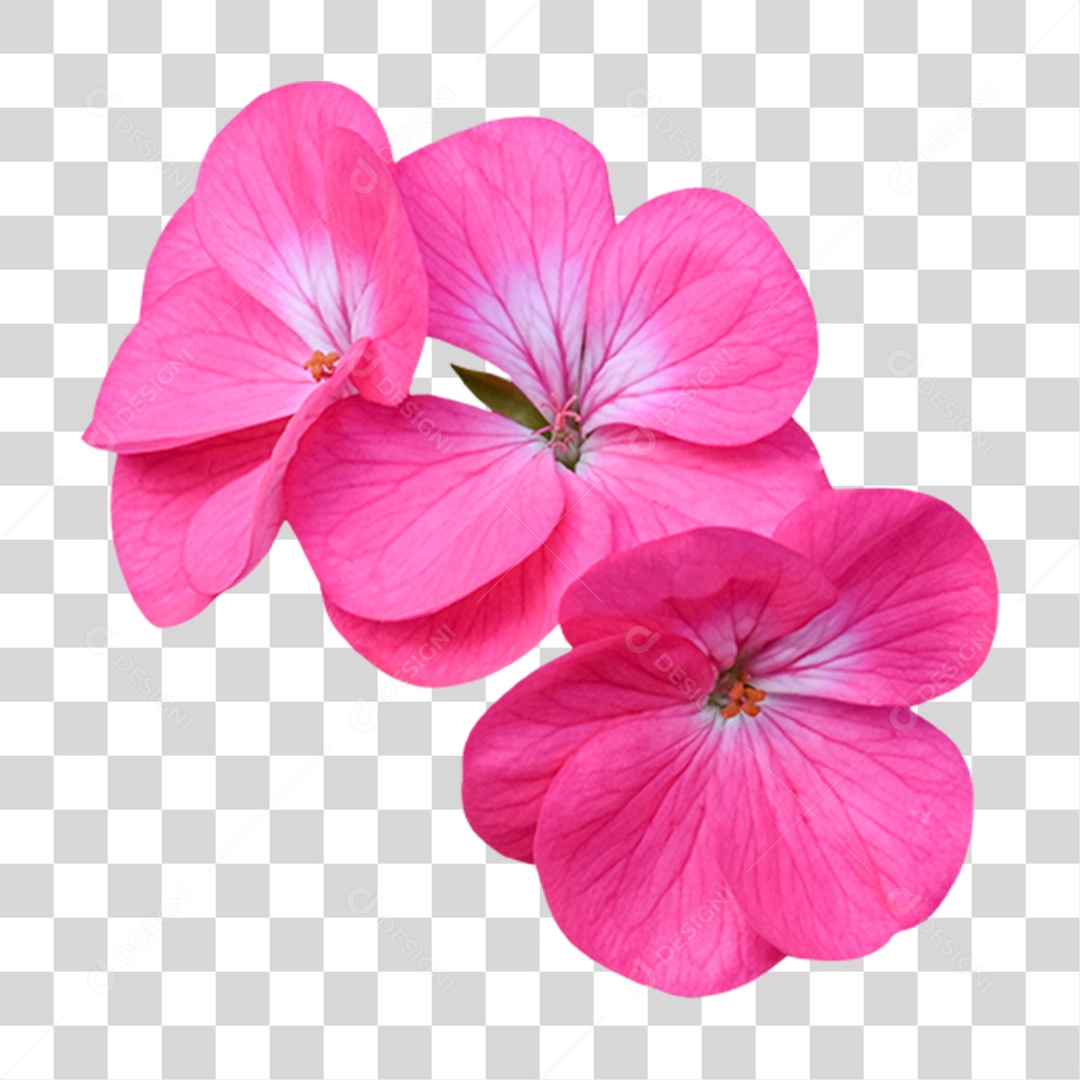 Flor Rosa Flores Jardim PNG Transparente