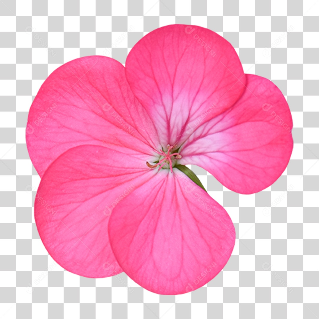 Flor Rosa Flores Jardim PNG Transparente