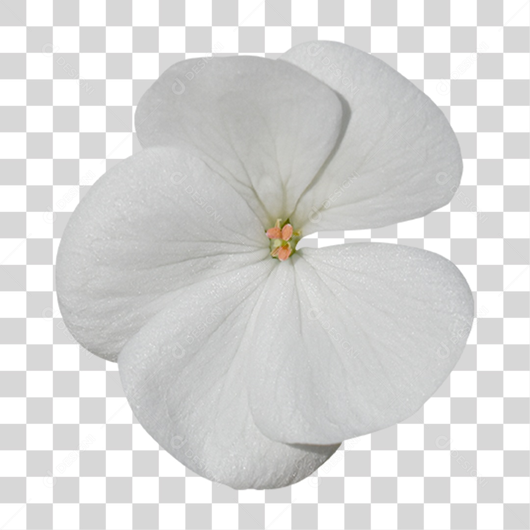 Flor Rosa Flores Jardim PNG Transparente