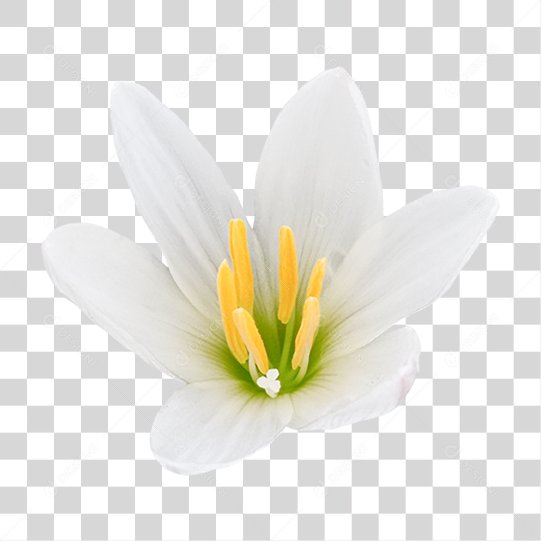 Flor Rosa Flores Jardim PNG Transparente