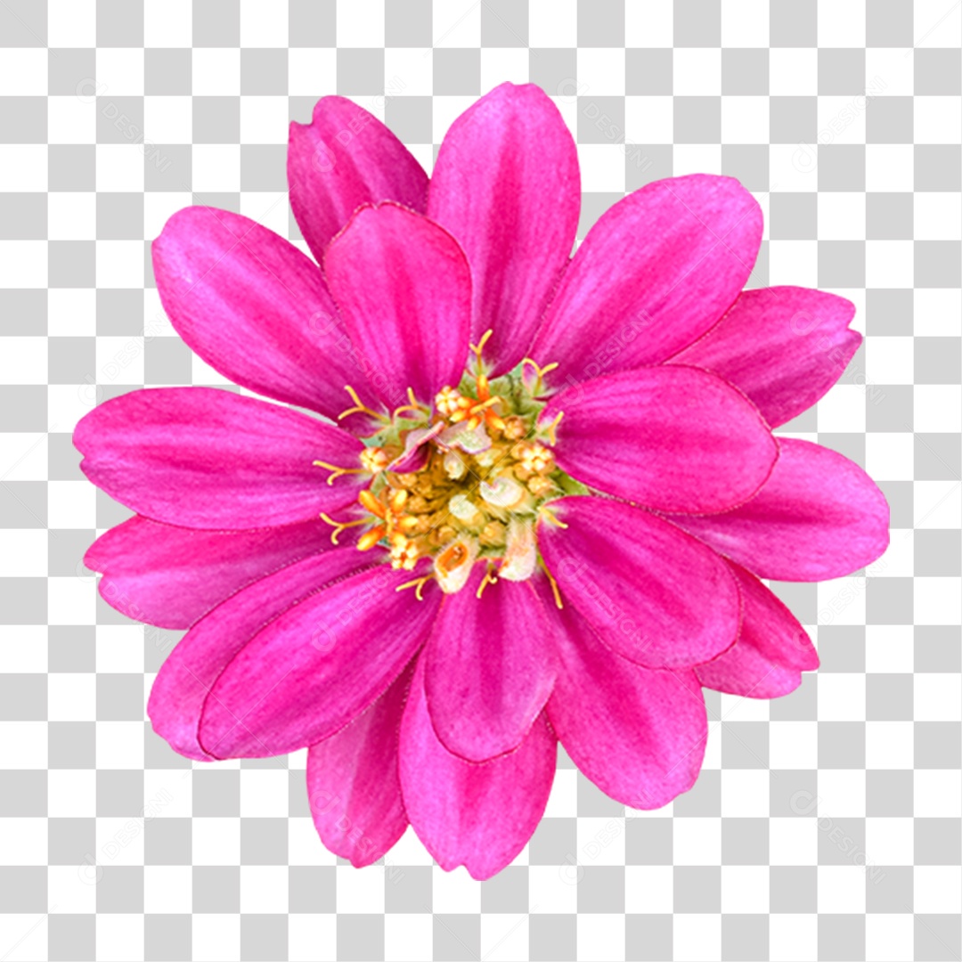 Flor Rosa Flores Jardim PNG Transparente