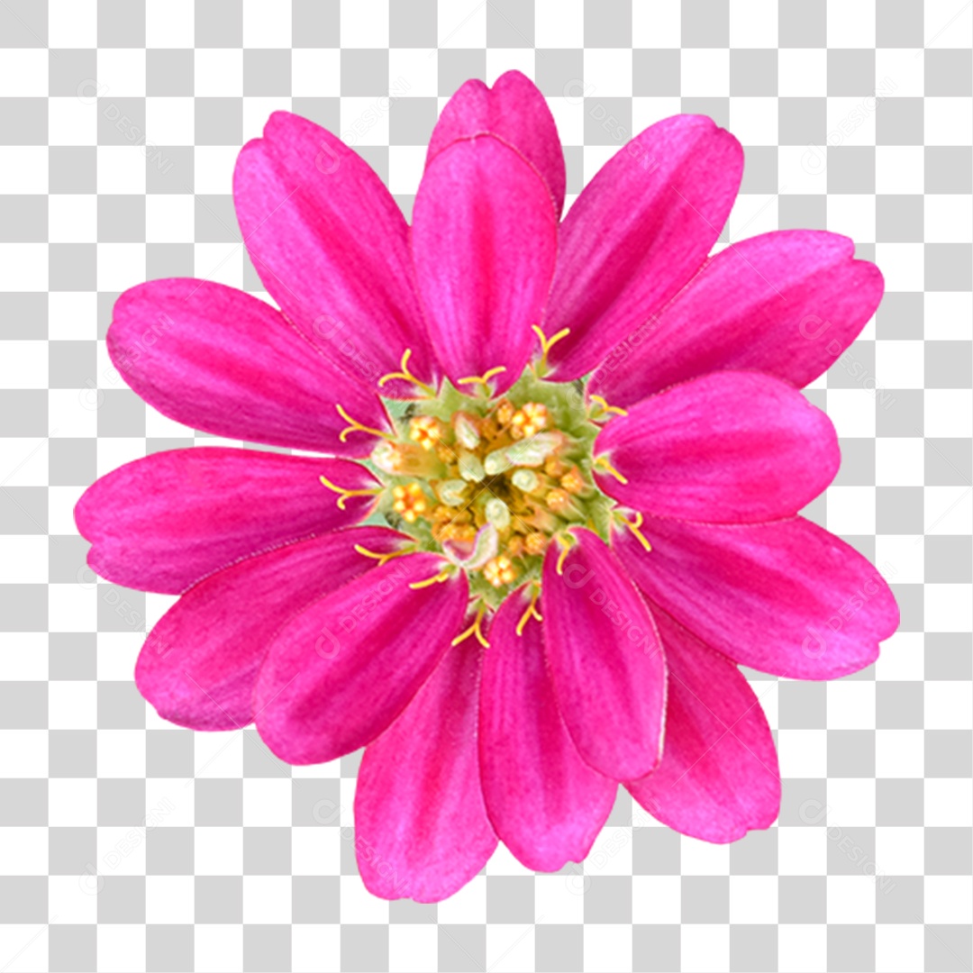 Flor Rosa Flores Jardim PNG Transparente