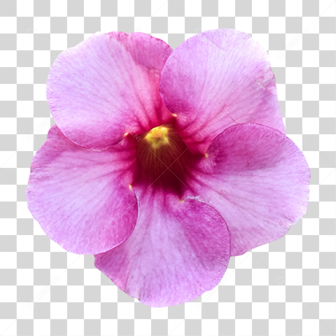 Flor Rosa Flores Jardim PNG Transparente