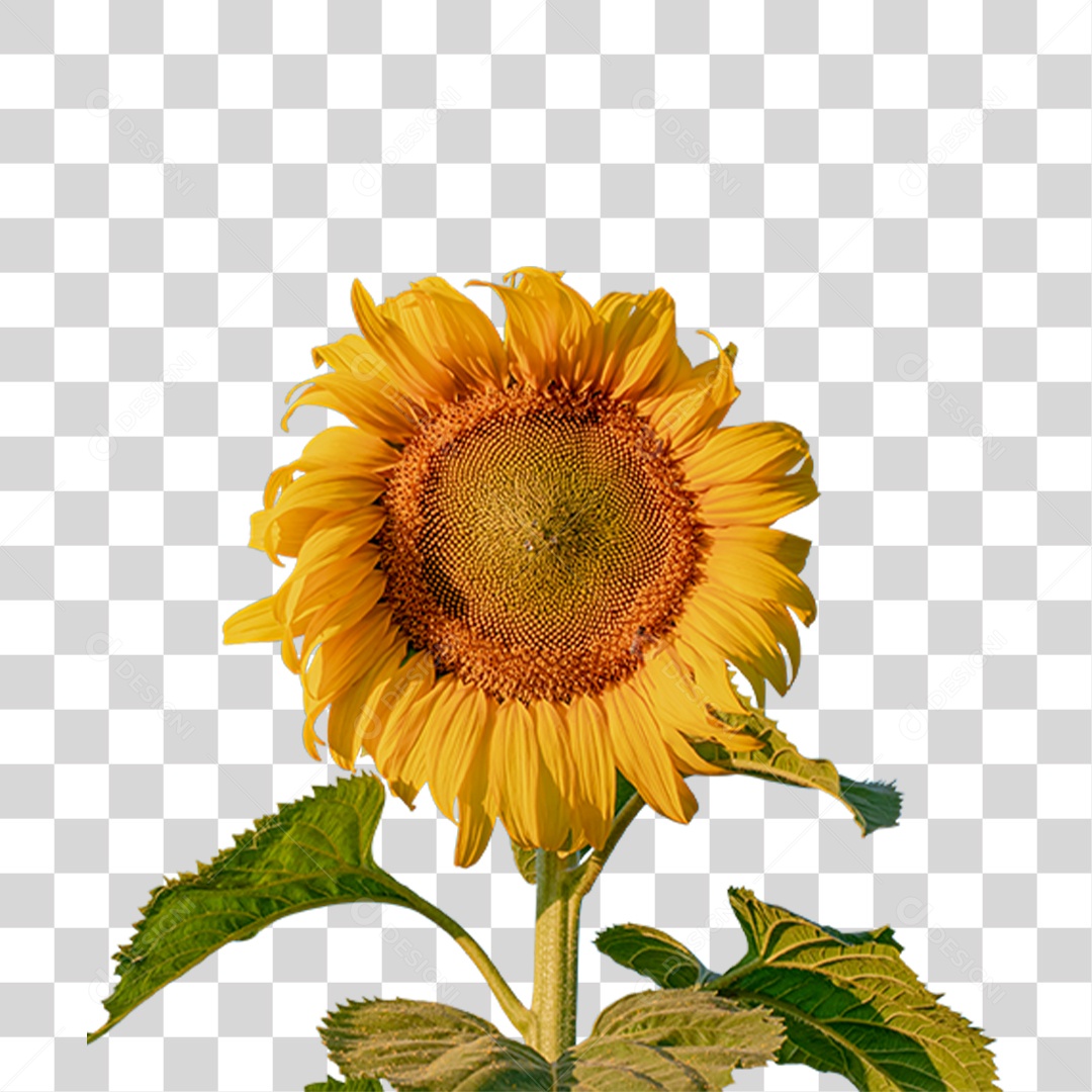 Flor Rosa Flores Jardim PNG Transparente