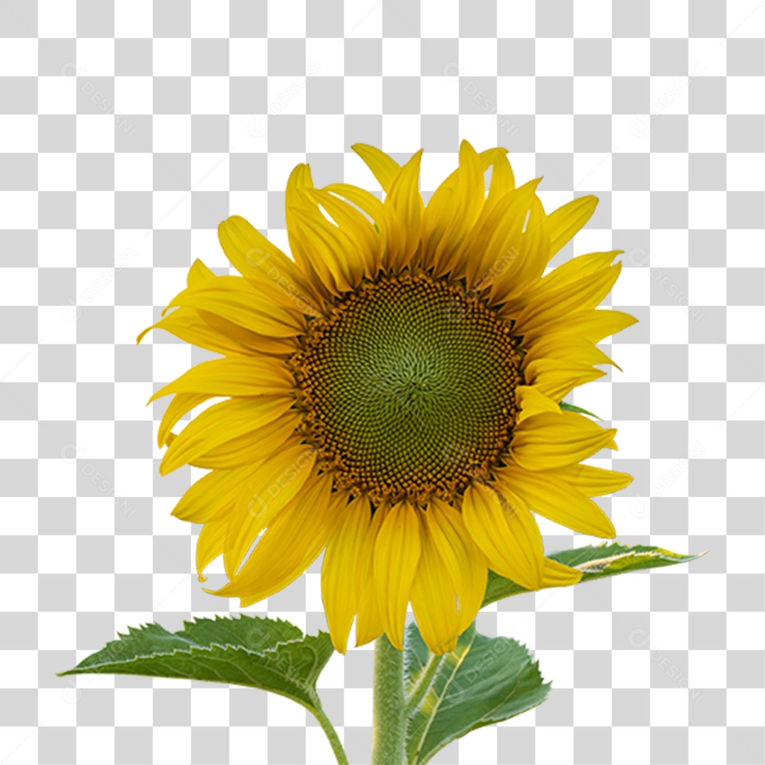 Flor Rosa Flores Jardim PNG Transparente