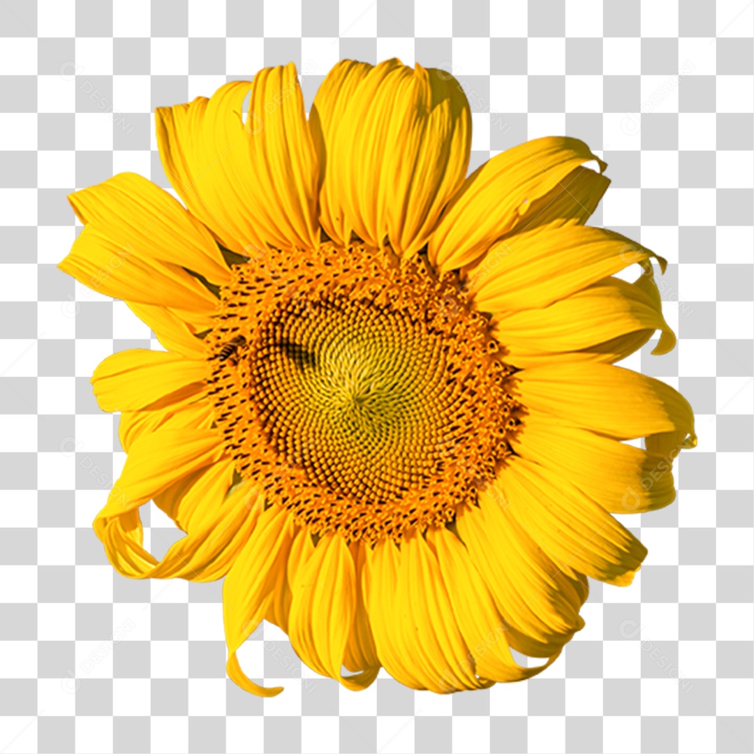 Flor Rosa Flores Jardim PNG Transparente