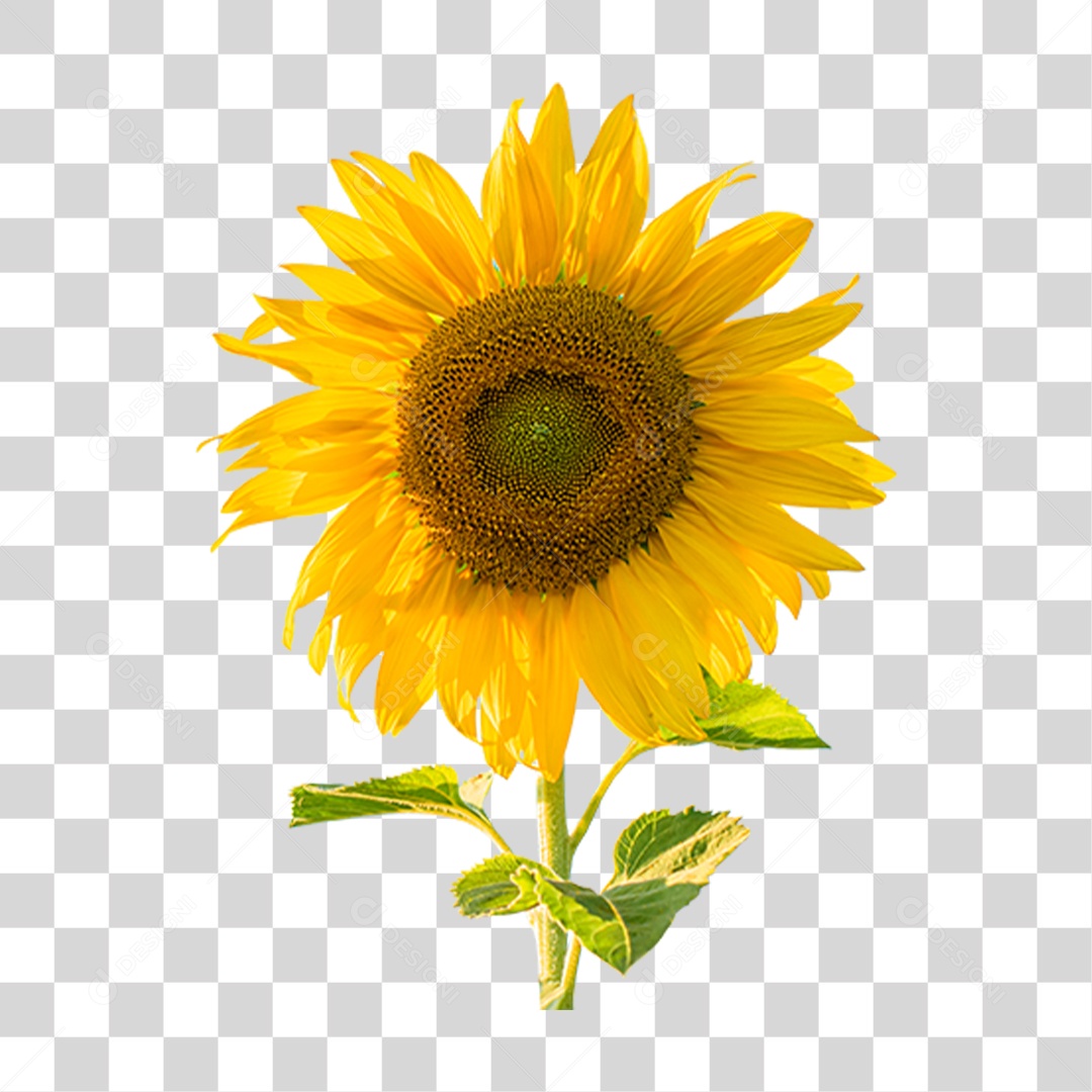 Flor Rosa Flores Jardim PNG Transparente