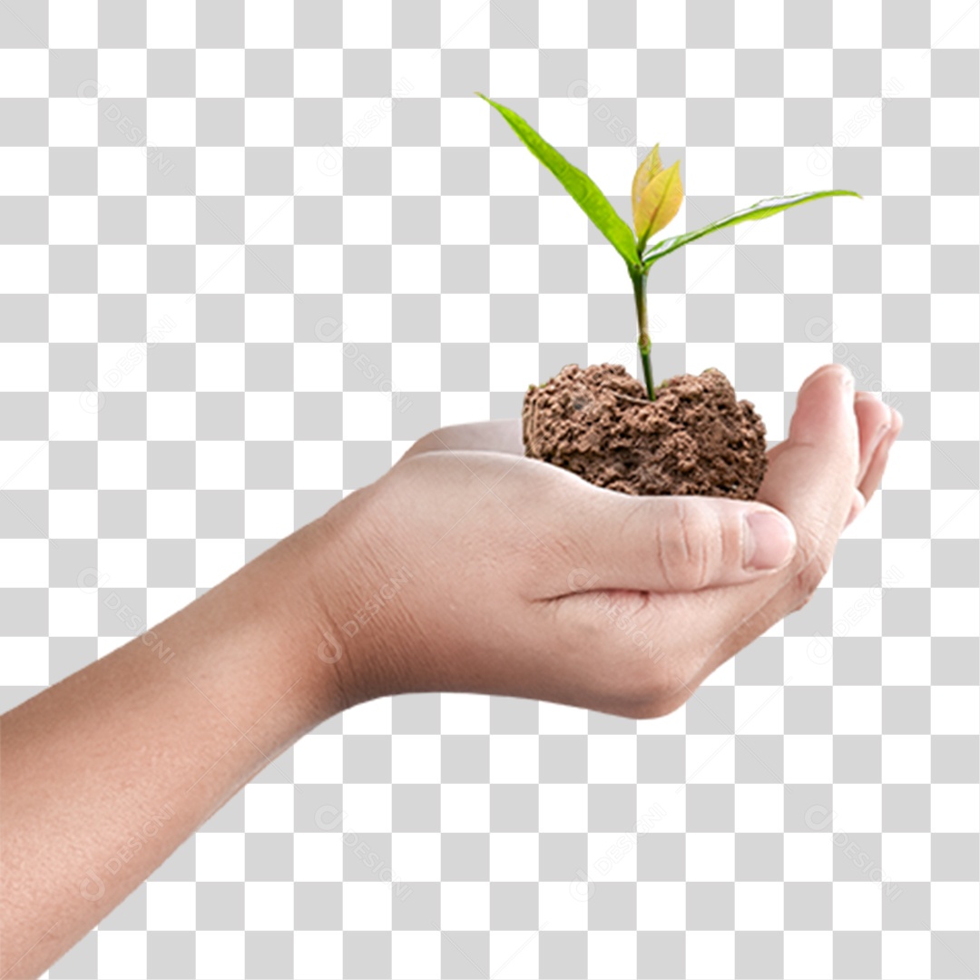 Mão Segurando Árvore Planta PNG Transparente