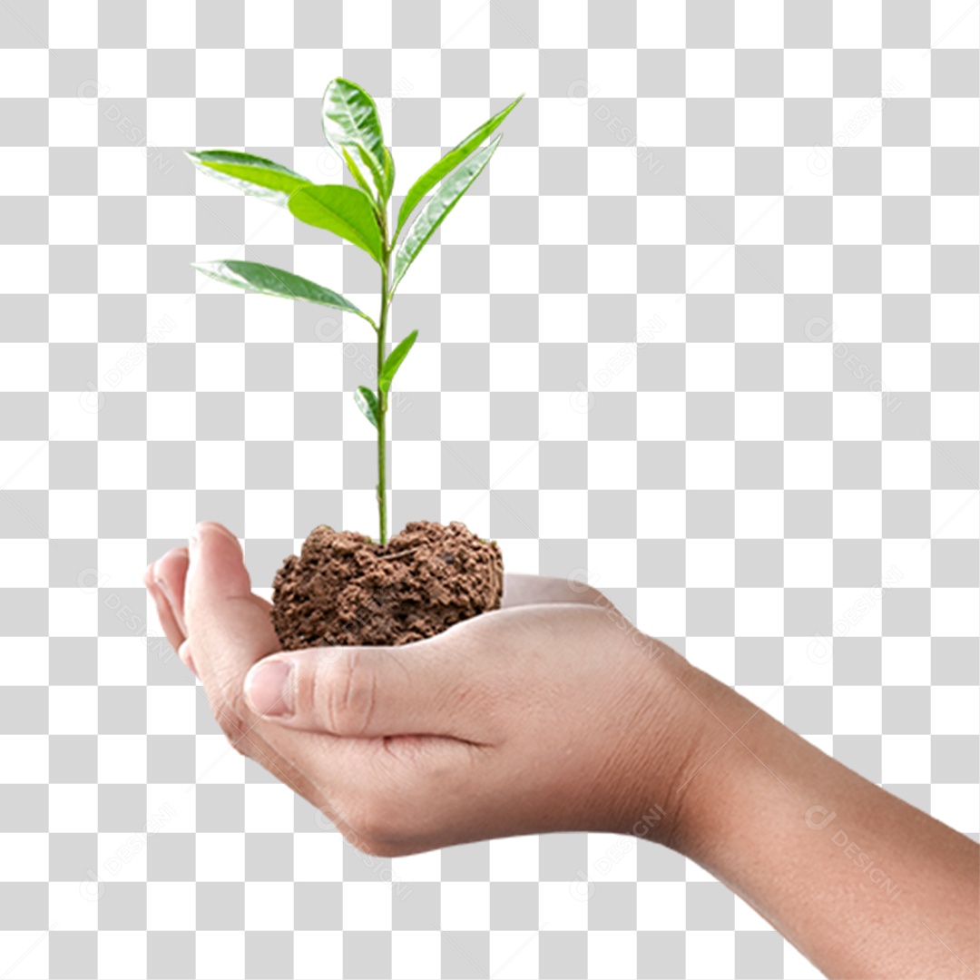 Mão Segurando Árvore Planta PNG Transparente