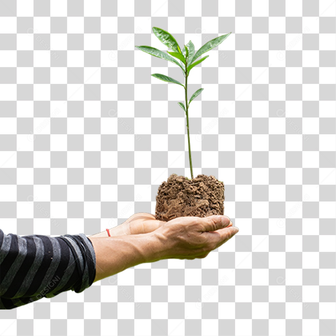 Mão Segurando Árvore Planta PNG Transparente