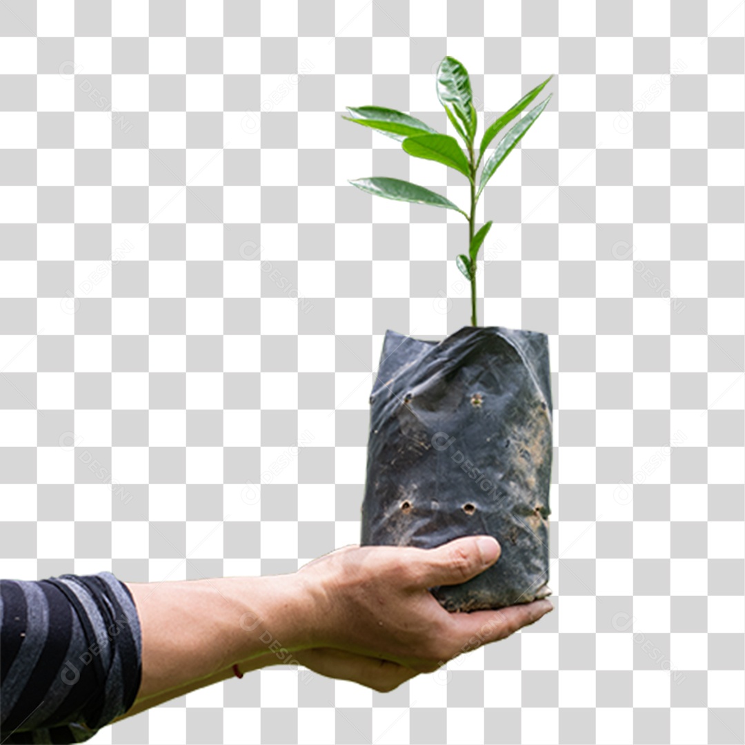Hand Holding Tree Plant Transparent PNG