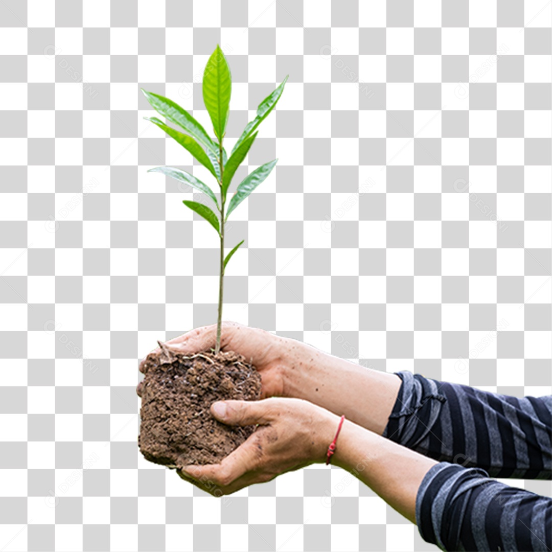 Mão Segurando Árvore Planta PNG Transparente