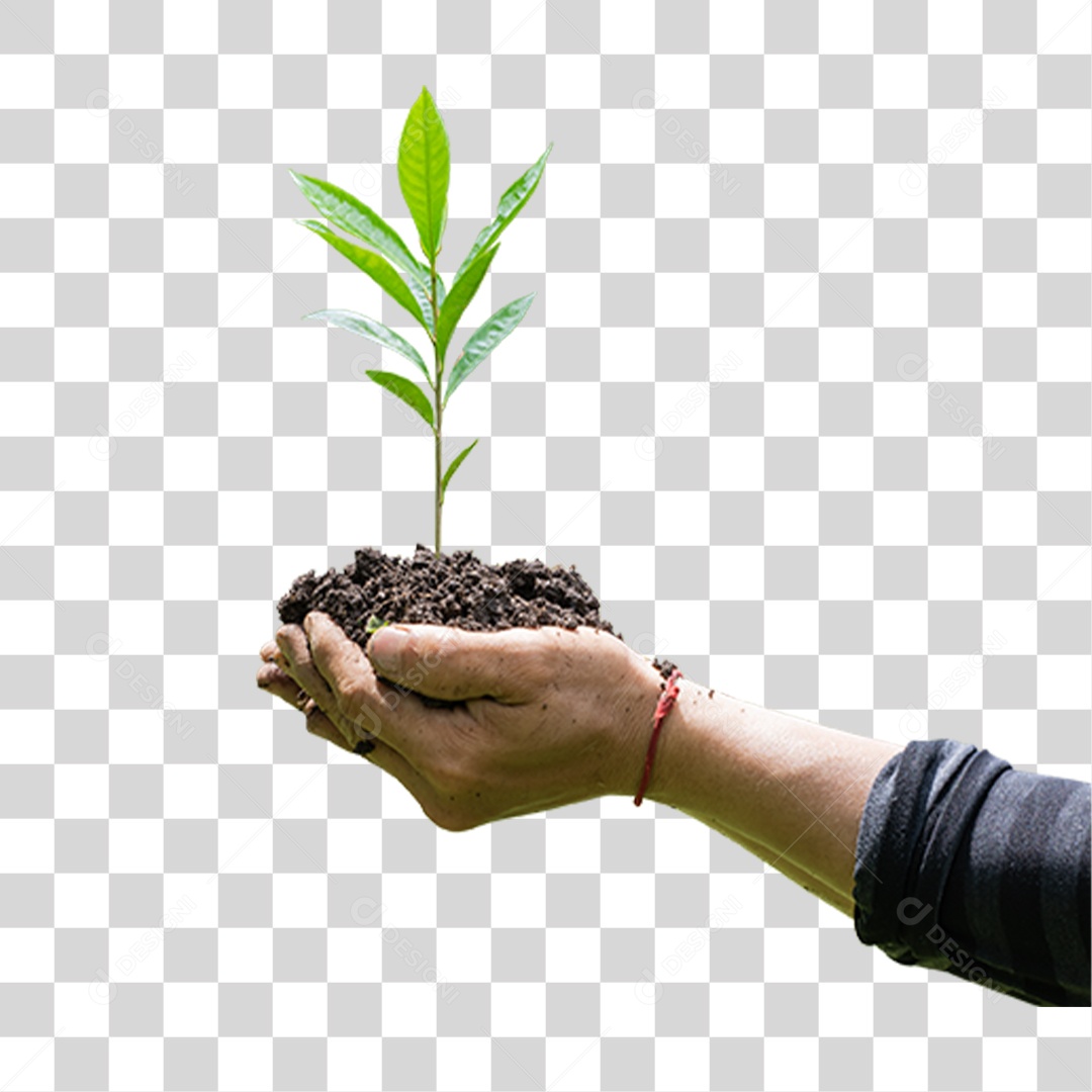 Mão Segurando Árvore Planta PNG Transparente