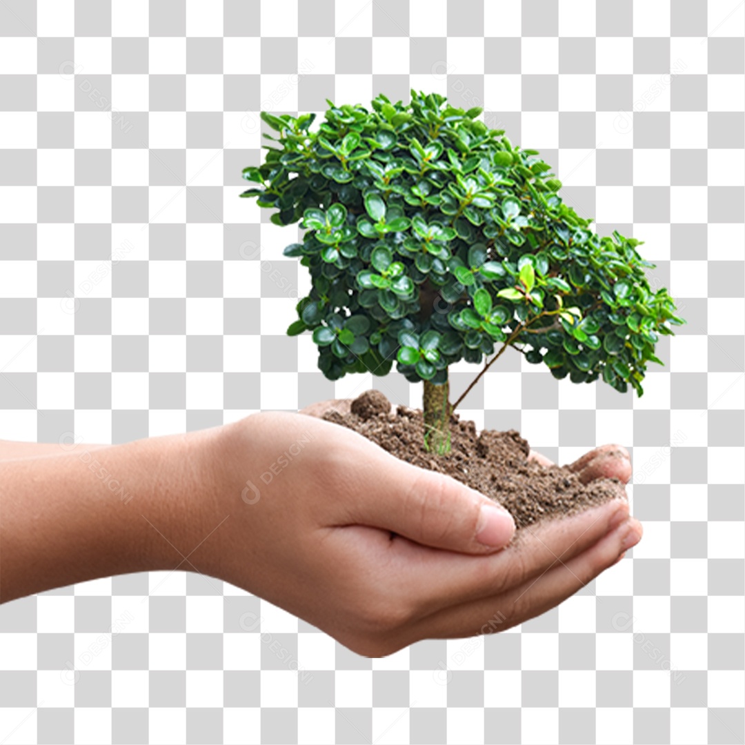 Mão Segurando Árvore Planta PNG Transparente