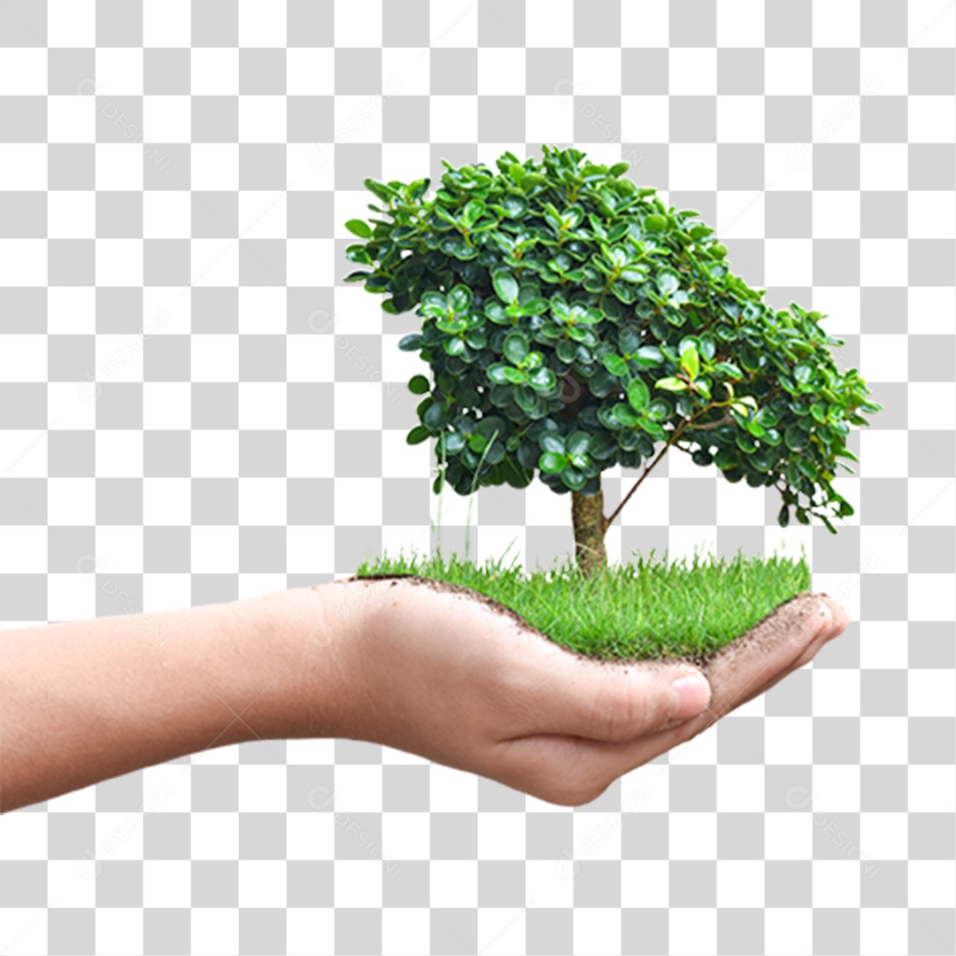 Mão Segurando Árvore Planta PNG Transparente