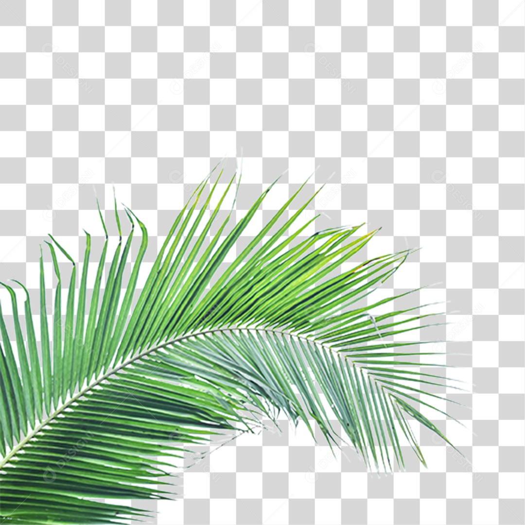 Folha de Palmeira Verde PNG Transparente