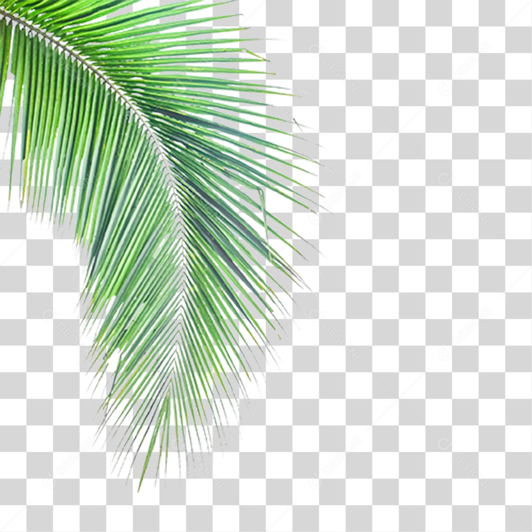 Folha de Palmeira Verde PNG Transparente