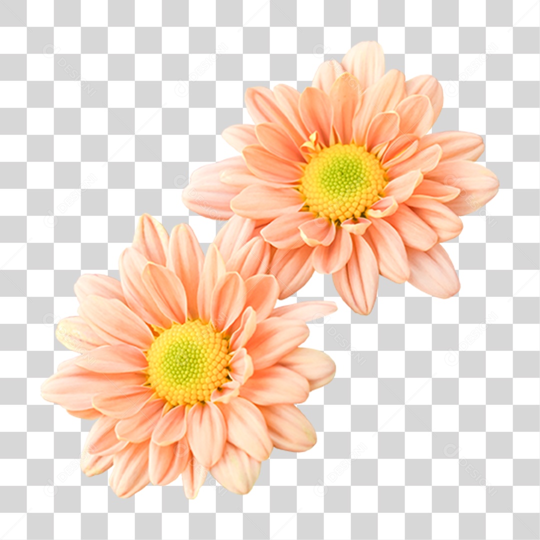 Flores Rosas PNG Transparente