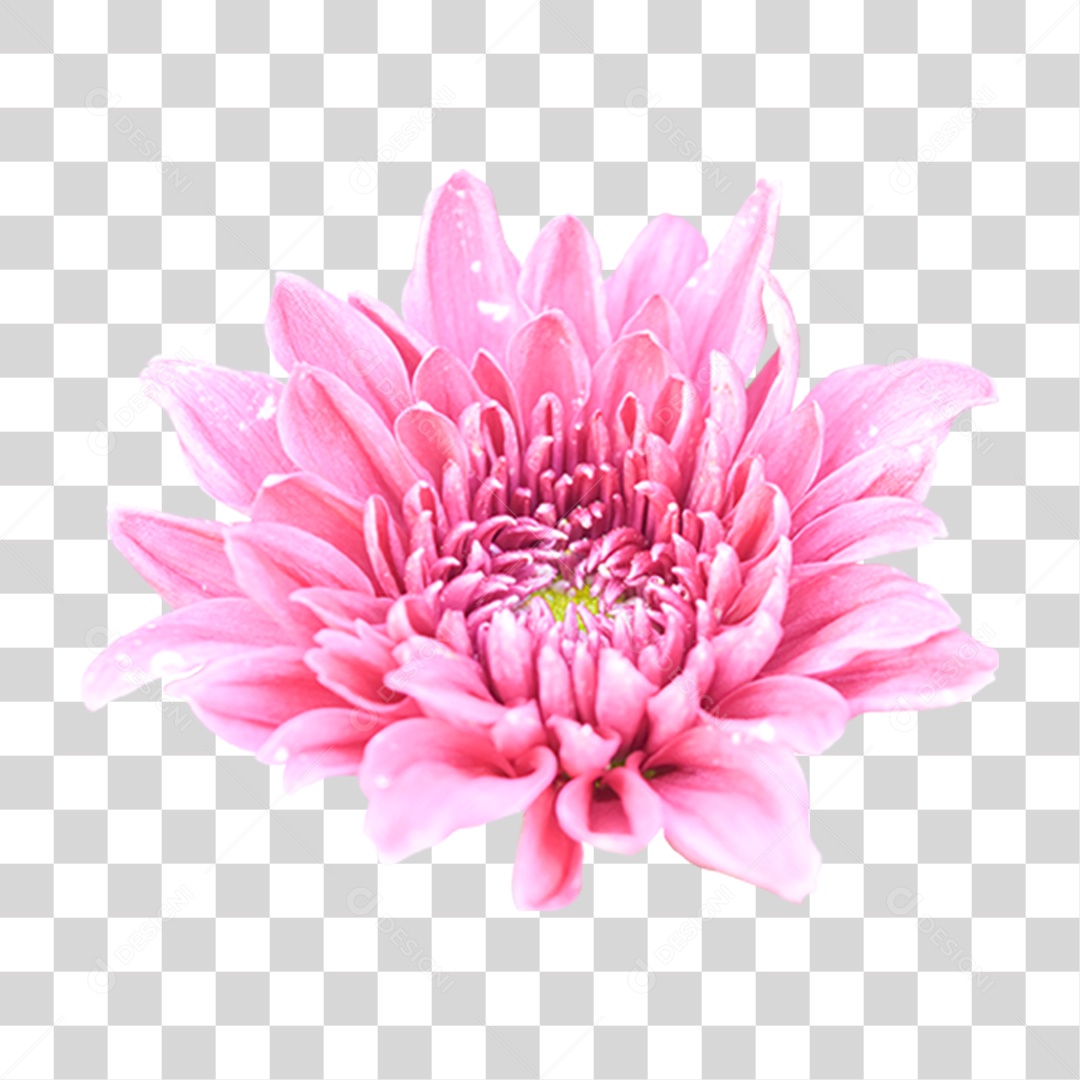 Flores Rosas PNG Transparente