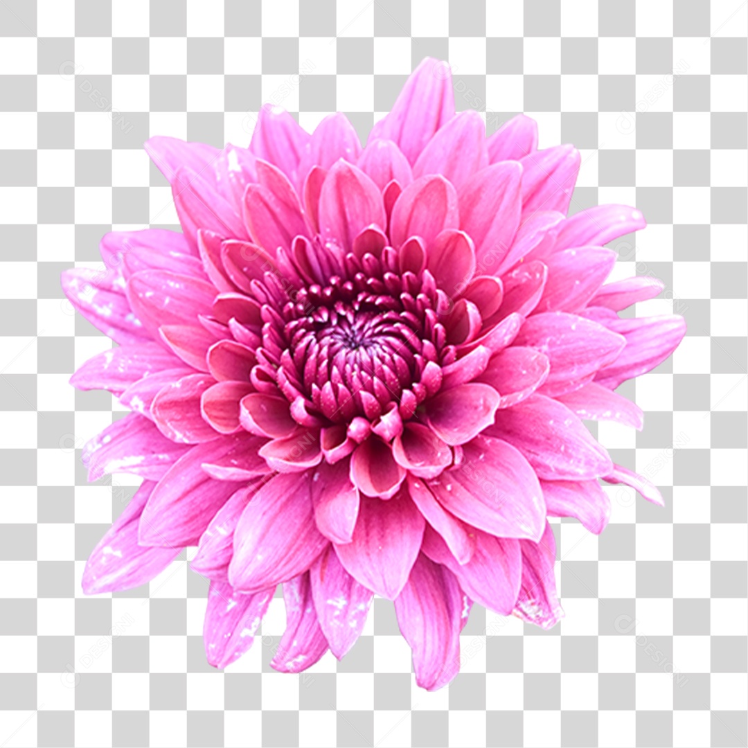 Flores Rosas PNG Transparente