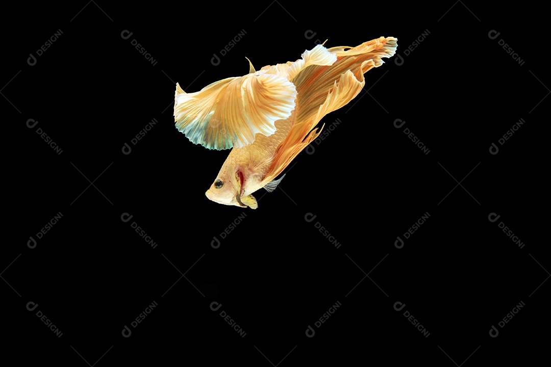 Capture o momento comovente de peixe-lutador