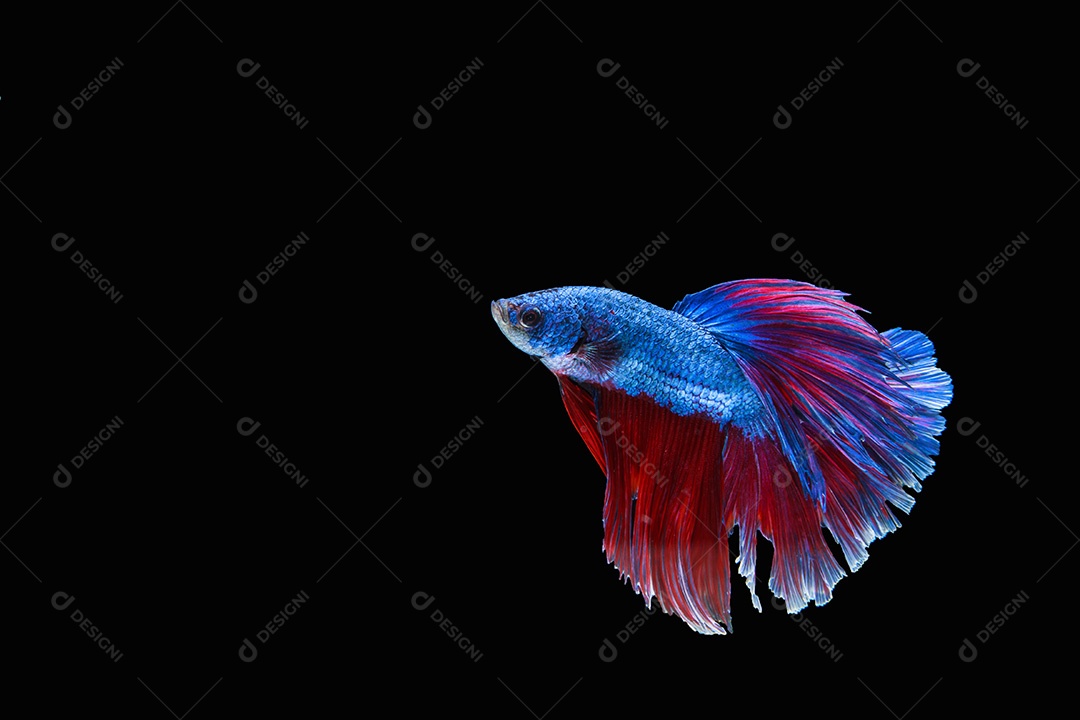 Capture o momento emocionante do peixe-lutador siamês vermelho-azulado isolado