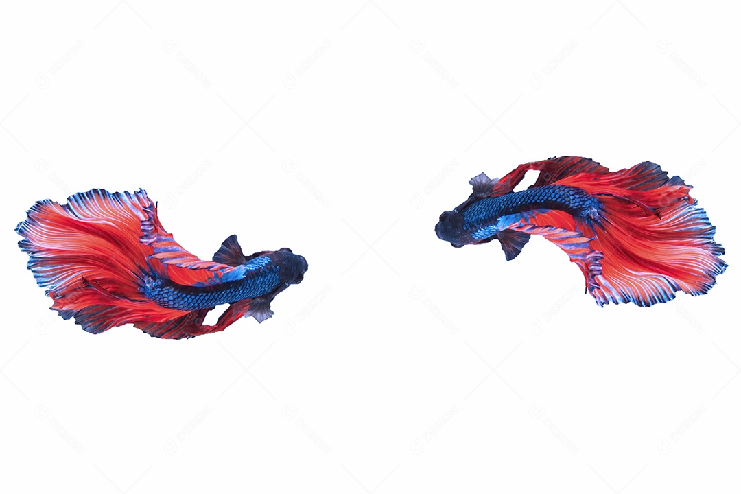 Capture o momento emocionante do peixe-lutador siamês vermelho-azulado isolado