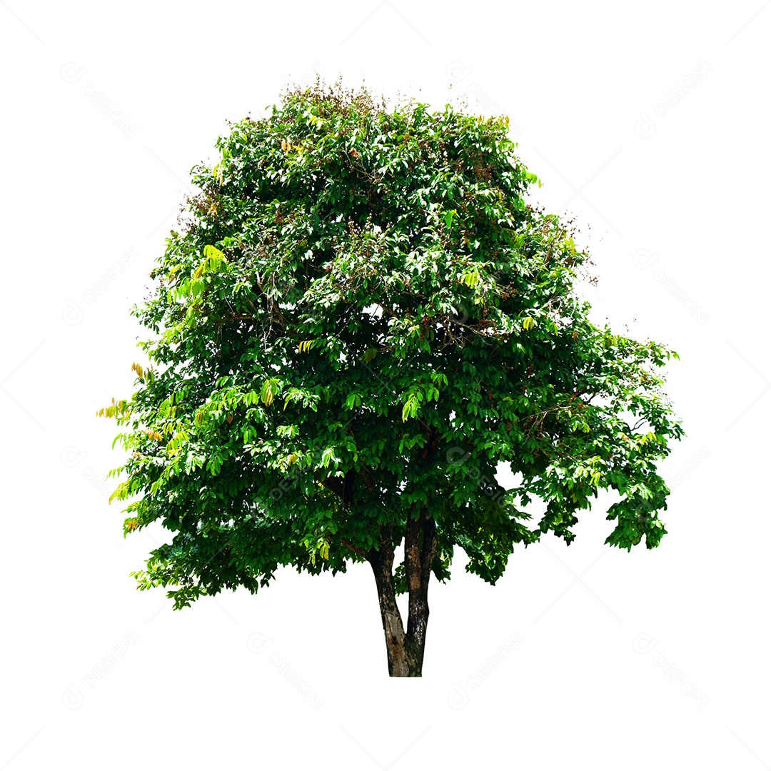 Árvore verde fresca é isolada no fundo branco Para uso em design decorativo Tanto o jardim quanto o arquiteto.