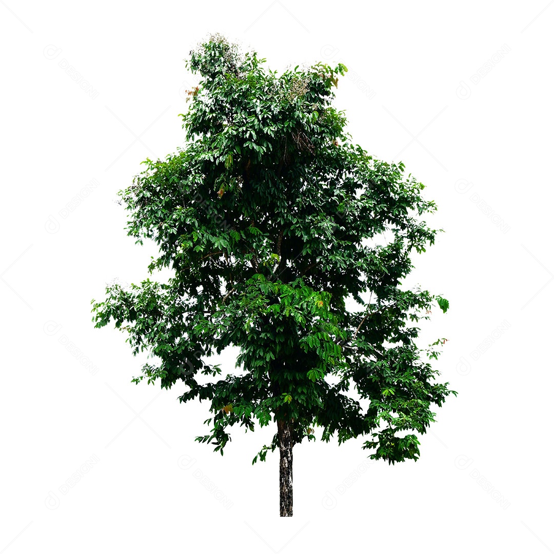 Árvore verde fresca é isolada no fundo branco Para uso em design decorativo Tanto o jardim quanto o arquiteto.