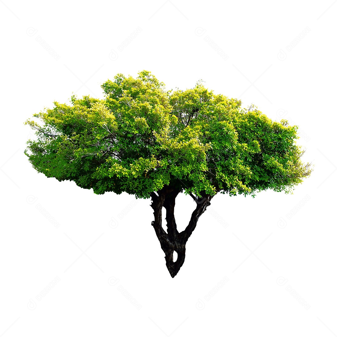 Árvore verde fresca é isolada no fundo branco Para uso em design decorativo Tanto o jardim quanto o arquiteto.