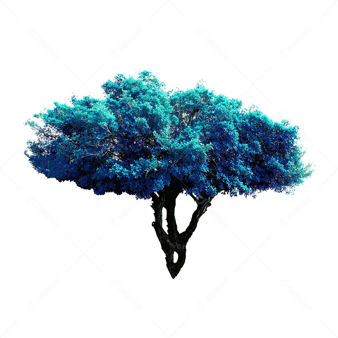 Ficus benjamina árvore isolada no fundo branco