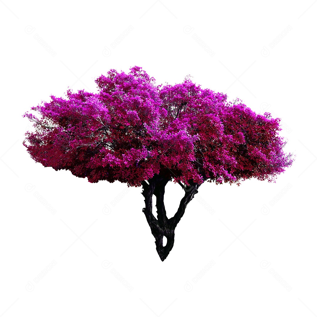 Ficus benjamina árvore isolada no fundo branco