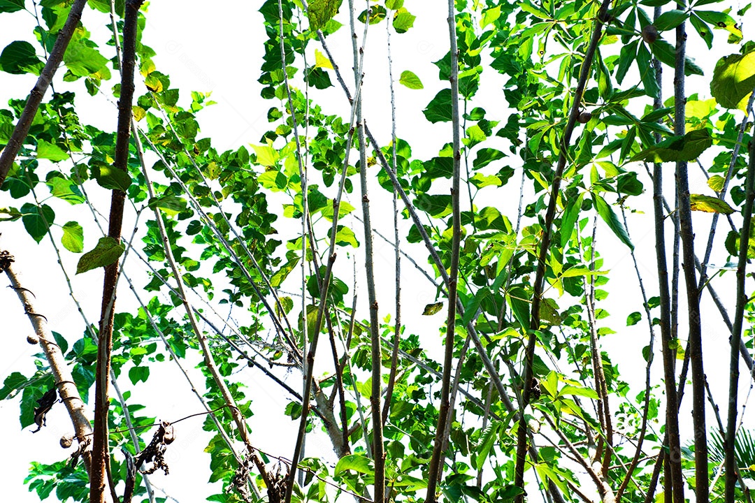 Galhos de árvore sobre floresta