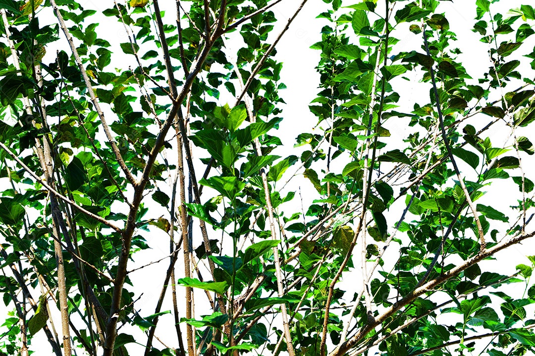 Galhos folhas verde sobre floresta