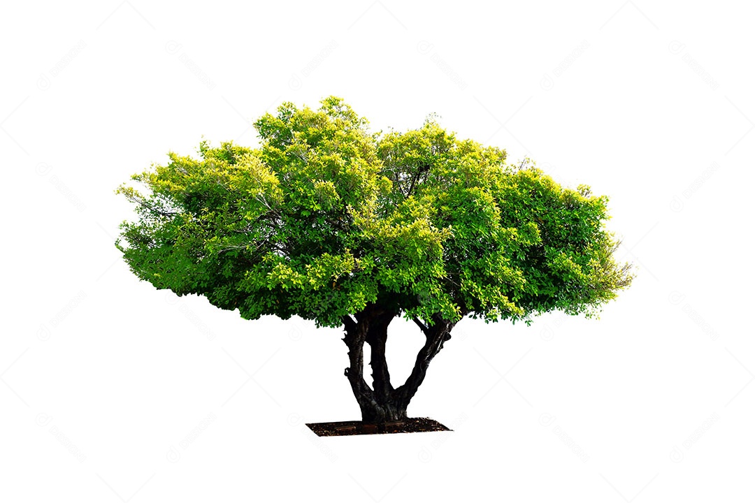 Árvore verde fresca é isolada no fundo branco Para uso em design decorativo Tanto o jardim quanto o arquiteto.