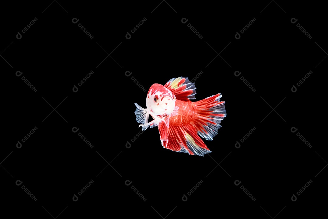 Isoleta de peixe-lutador vermelho sobre fundo preto