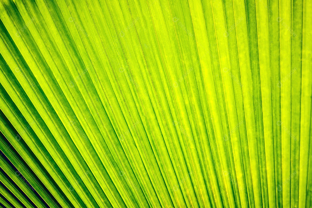 Folha de palmeira em close-up de luz solar
