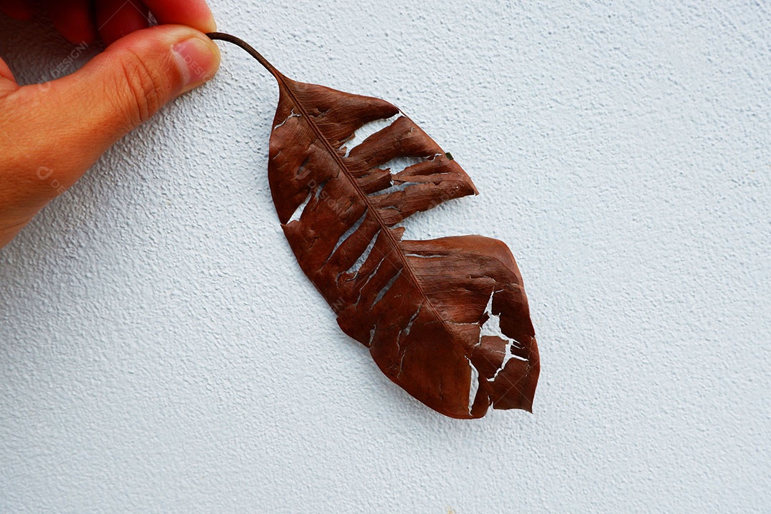 folha seca de Longan na mão com fundo de cimento azul