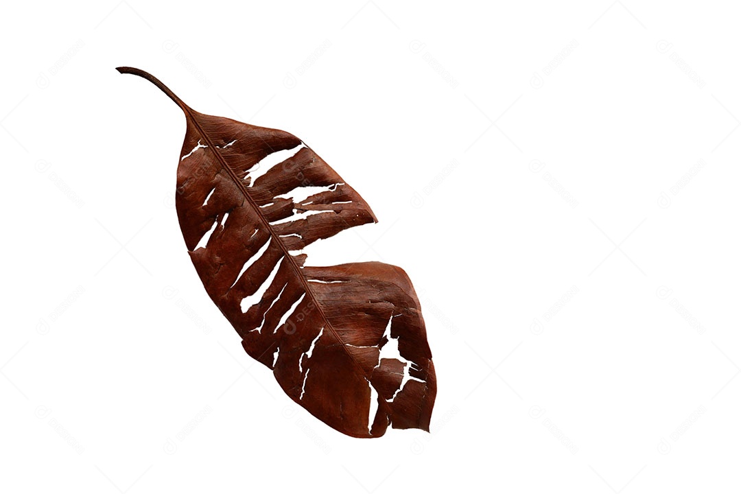 folha seca de Longan com quebra de marcas de lágrima isolada no fundo branco